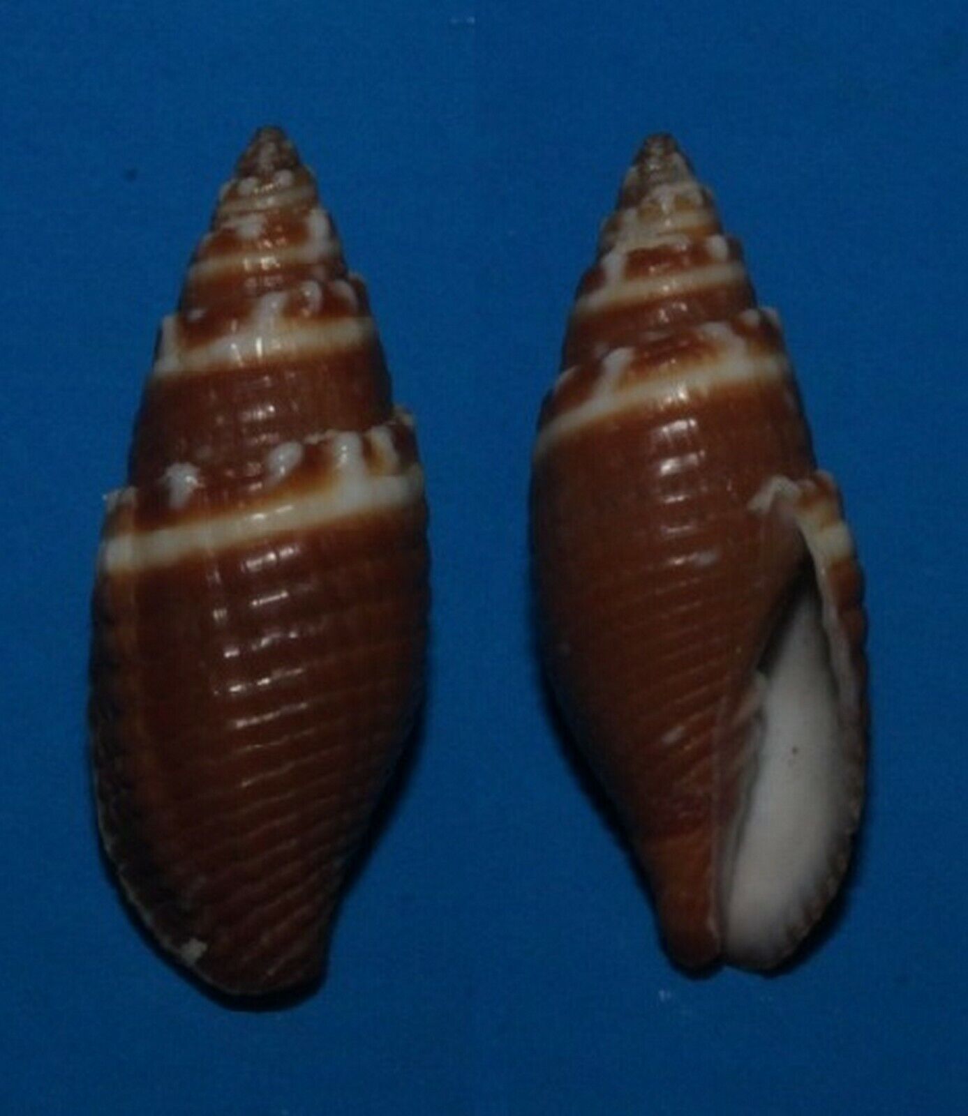 Tonyshells Seashells Mitra Aurantia Orange Miter 21mm Gem Marine Specimen