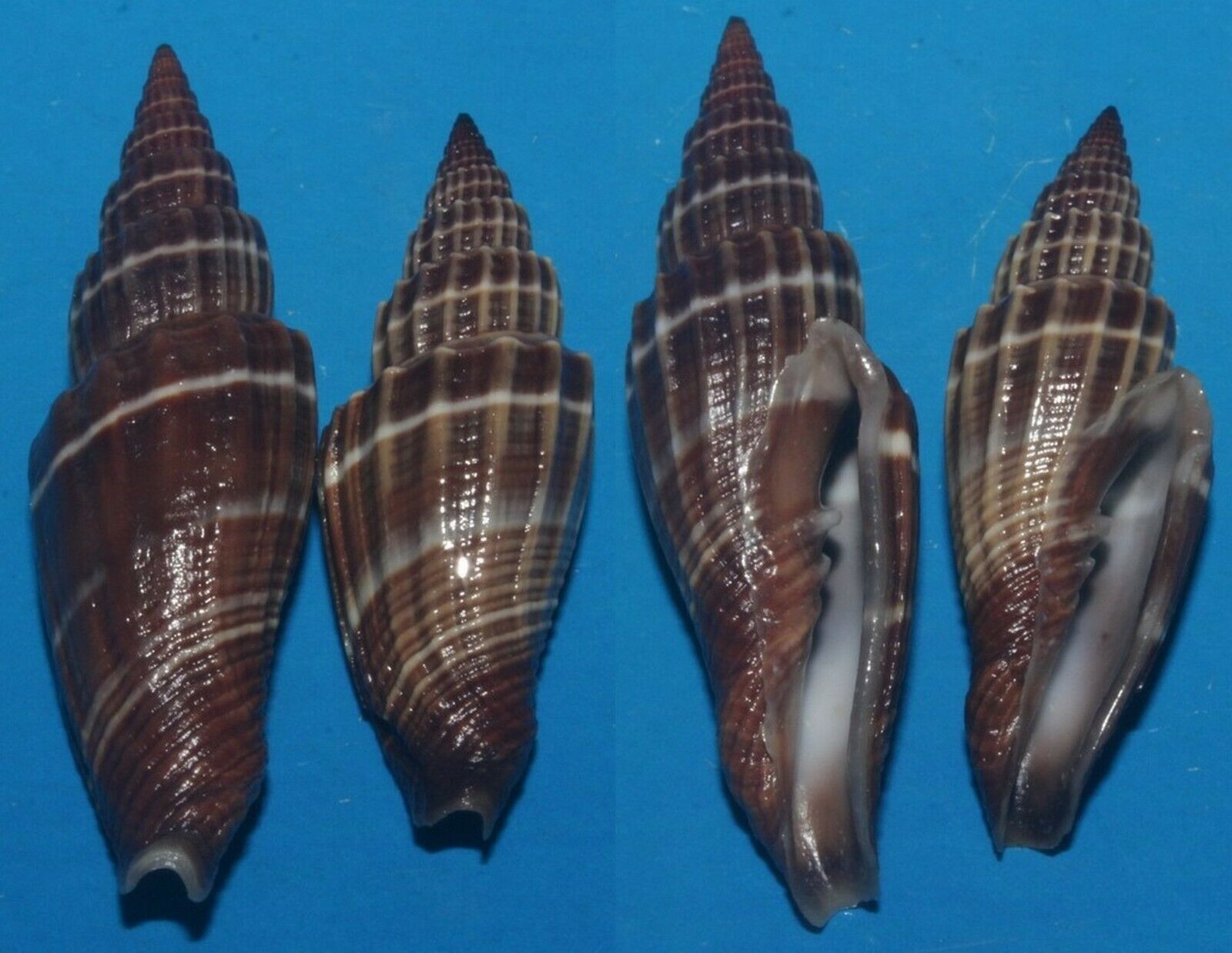 Tonyshells Seashells Vexillum Subdivisum Costate Mitre 45 & 42.5mm 2pcs F+++/gem