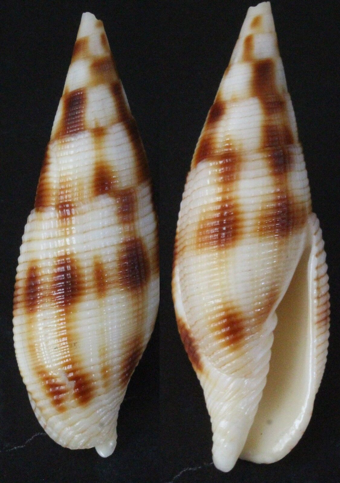 Seashells Mitra Ustulata Very Large 48.7mm F++ Limited Quantity Marine Specimen